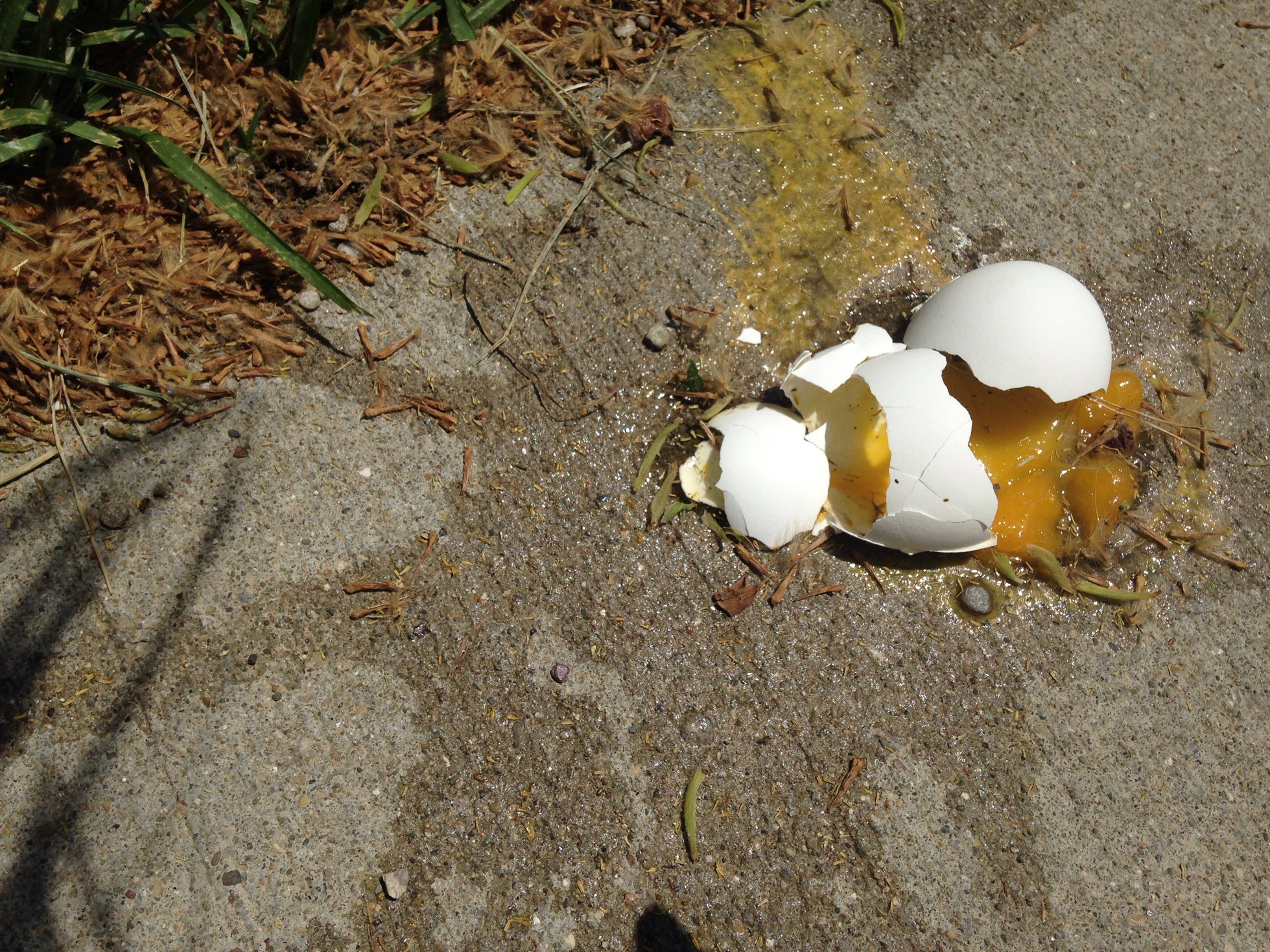 Broken egg on sidewalk