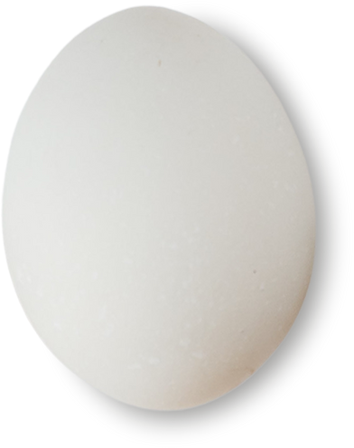 Eggs Isolated on White